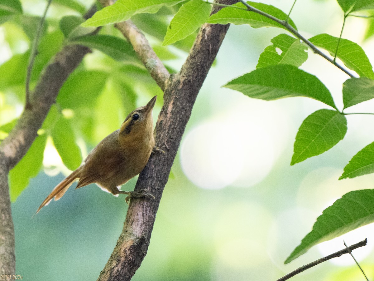 Ochre-breasted Foliage-gleaner - ML643196284