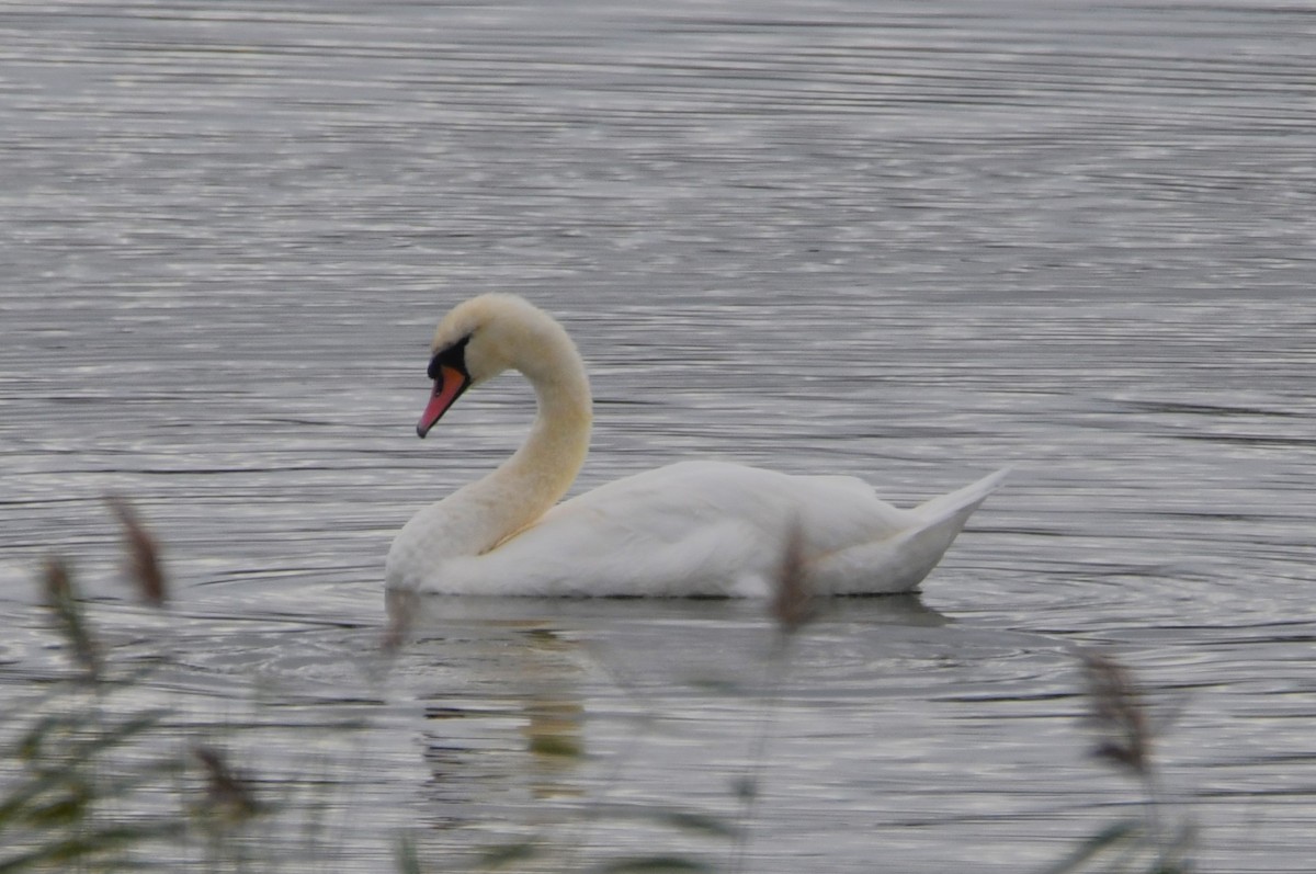 Cigno reale - ML643196285