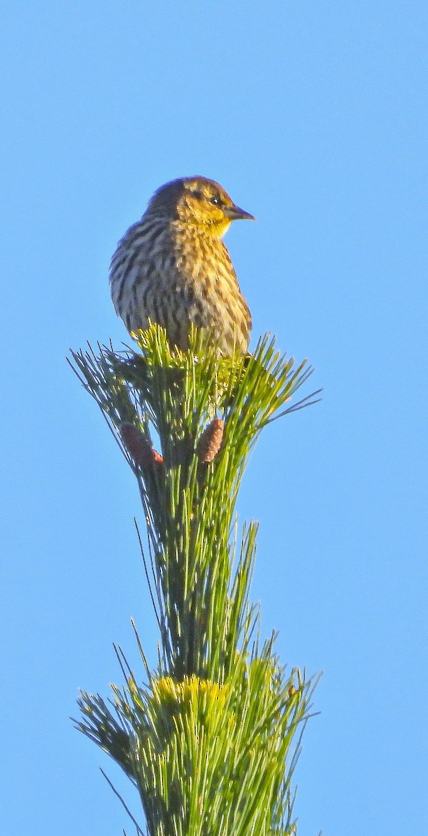Red-winged Blackbird - ML643196286