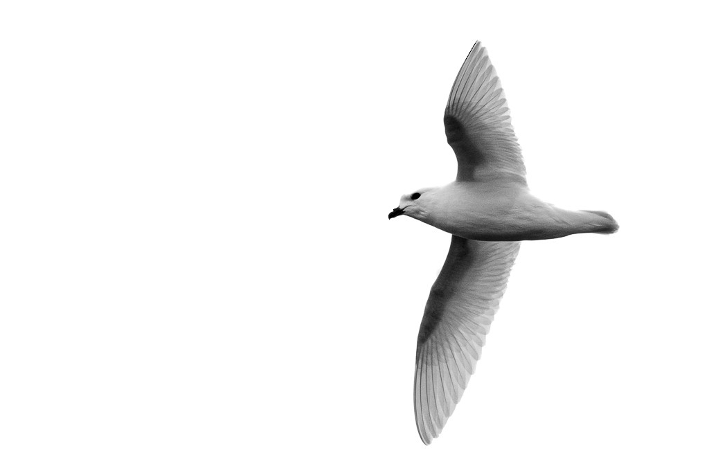 Snow Petrel - ML643196287