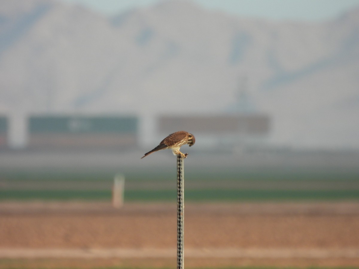 American Kestrel - ML643196289