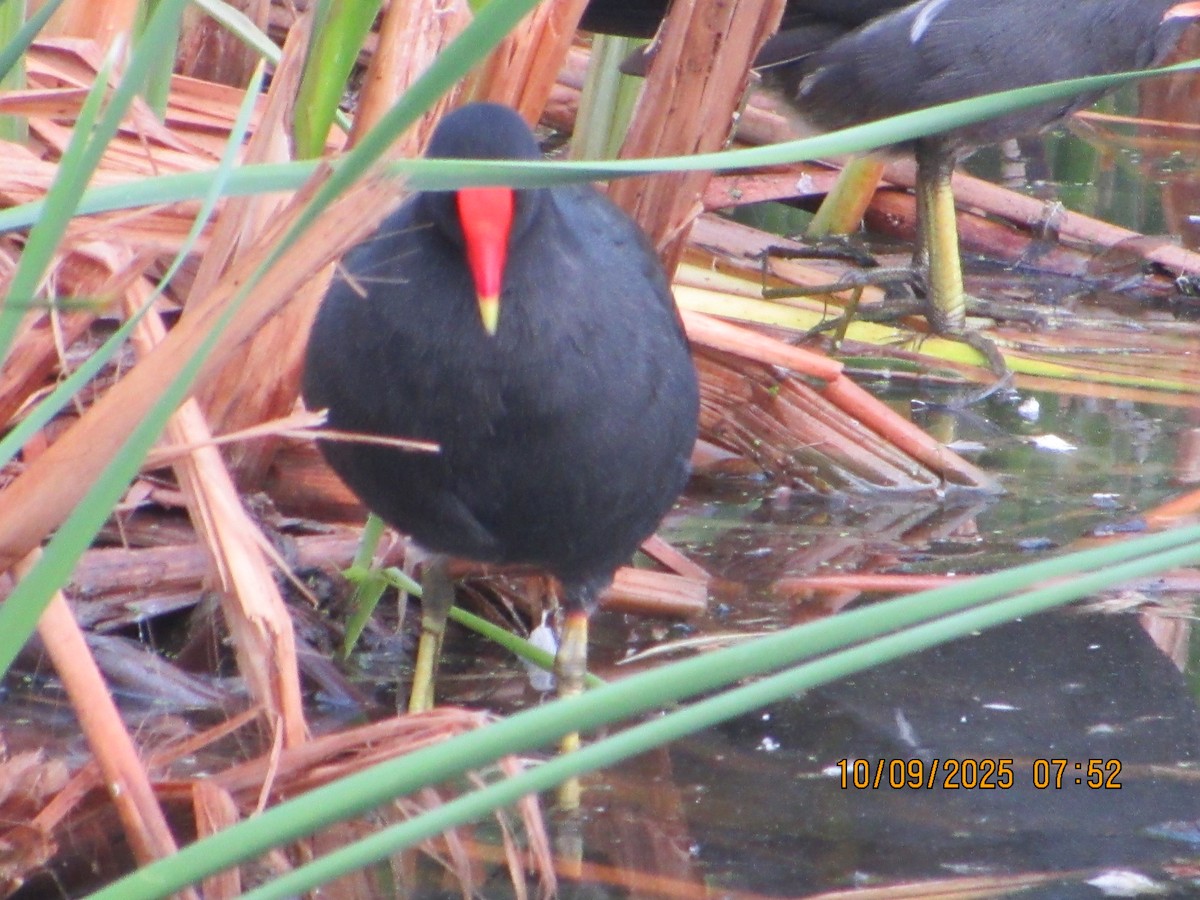Common Gallinule - ML643196292