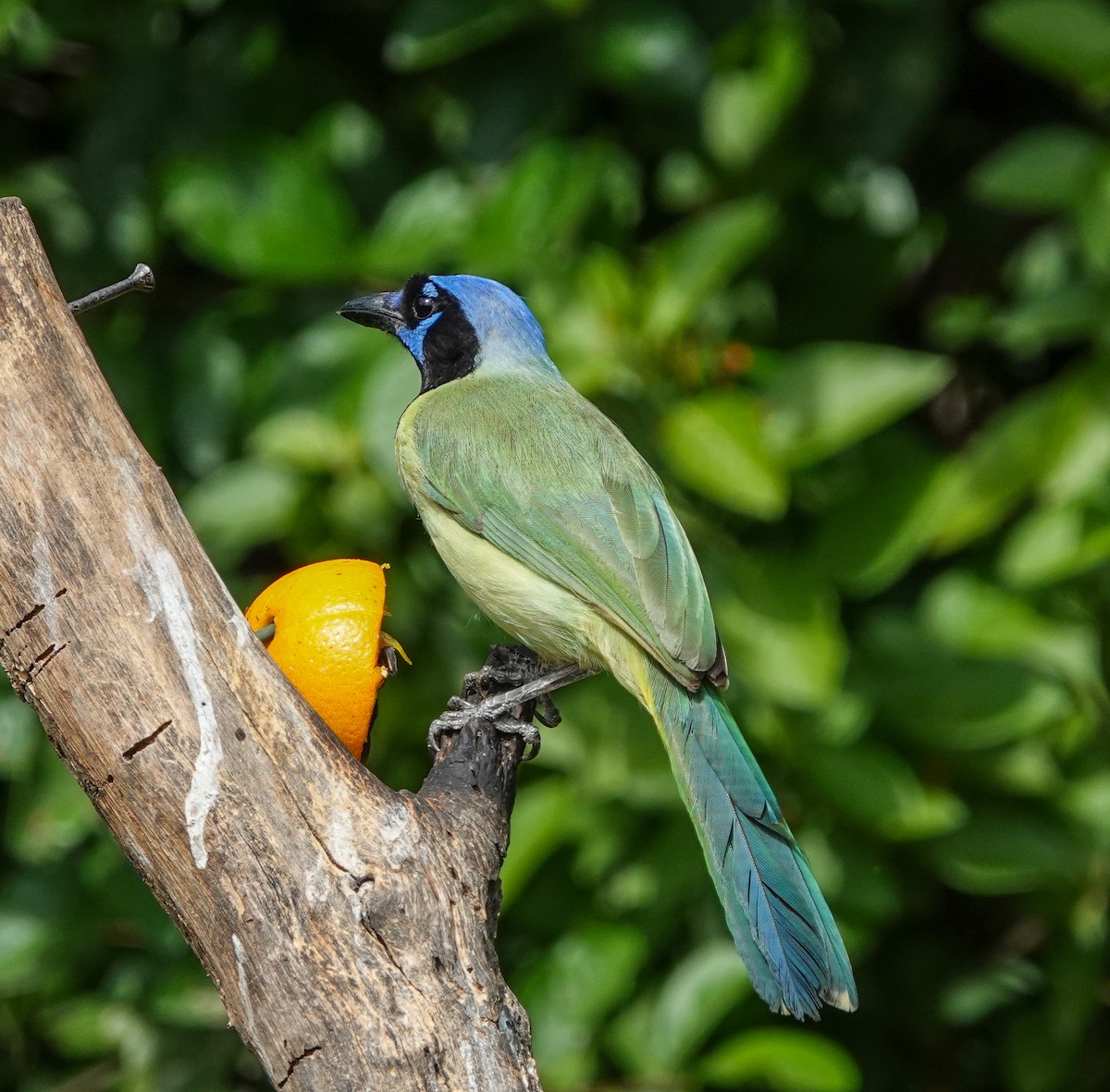 Green Jay - ML643196293