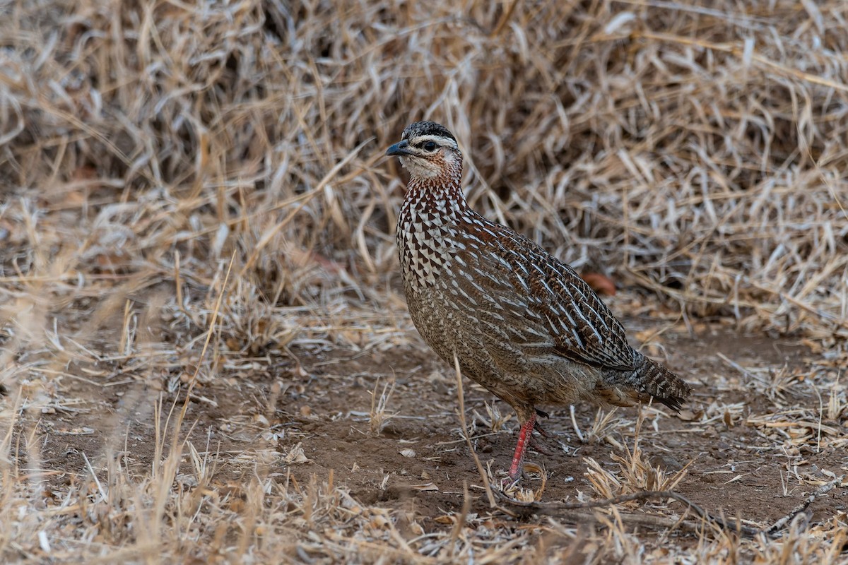 Crested Francolin - ML643196297