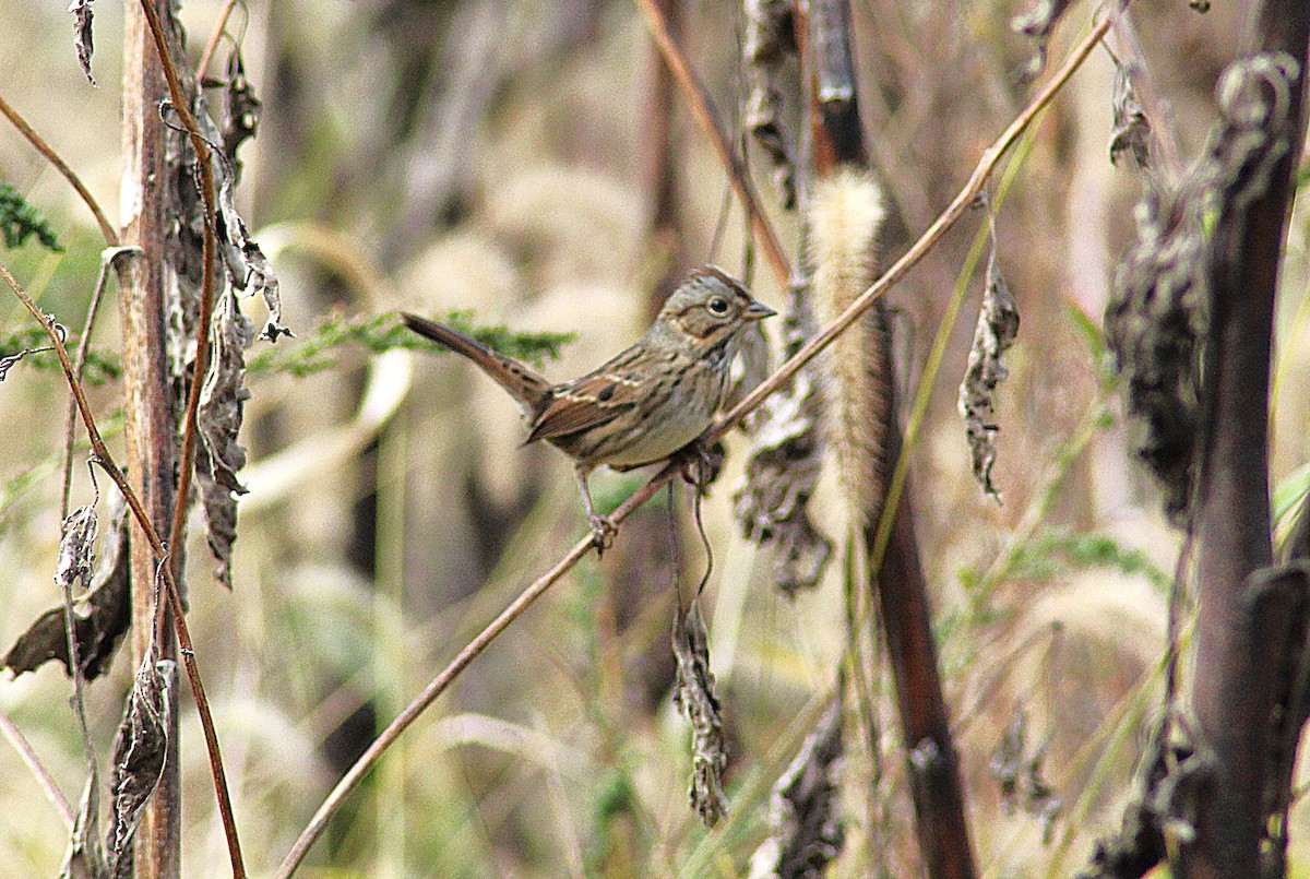 Lincoln's Sparrow - ML643196299
