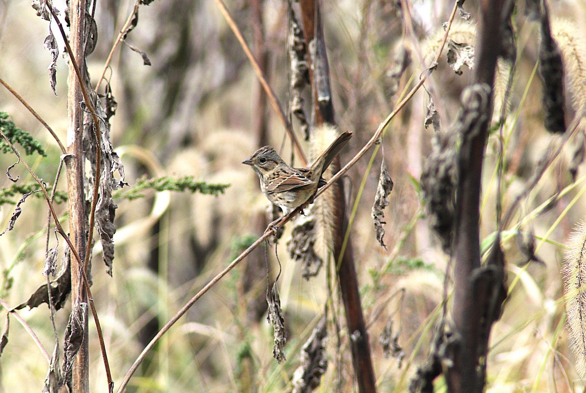 Song Sparrow - ML643196301