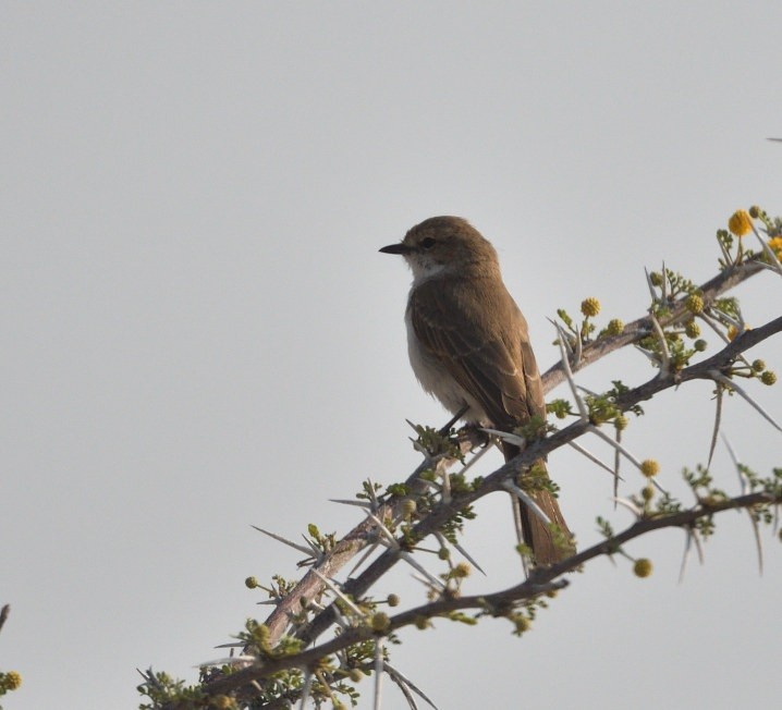 Marico Flycatcher - ML643196304
