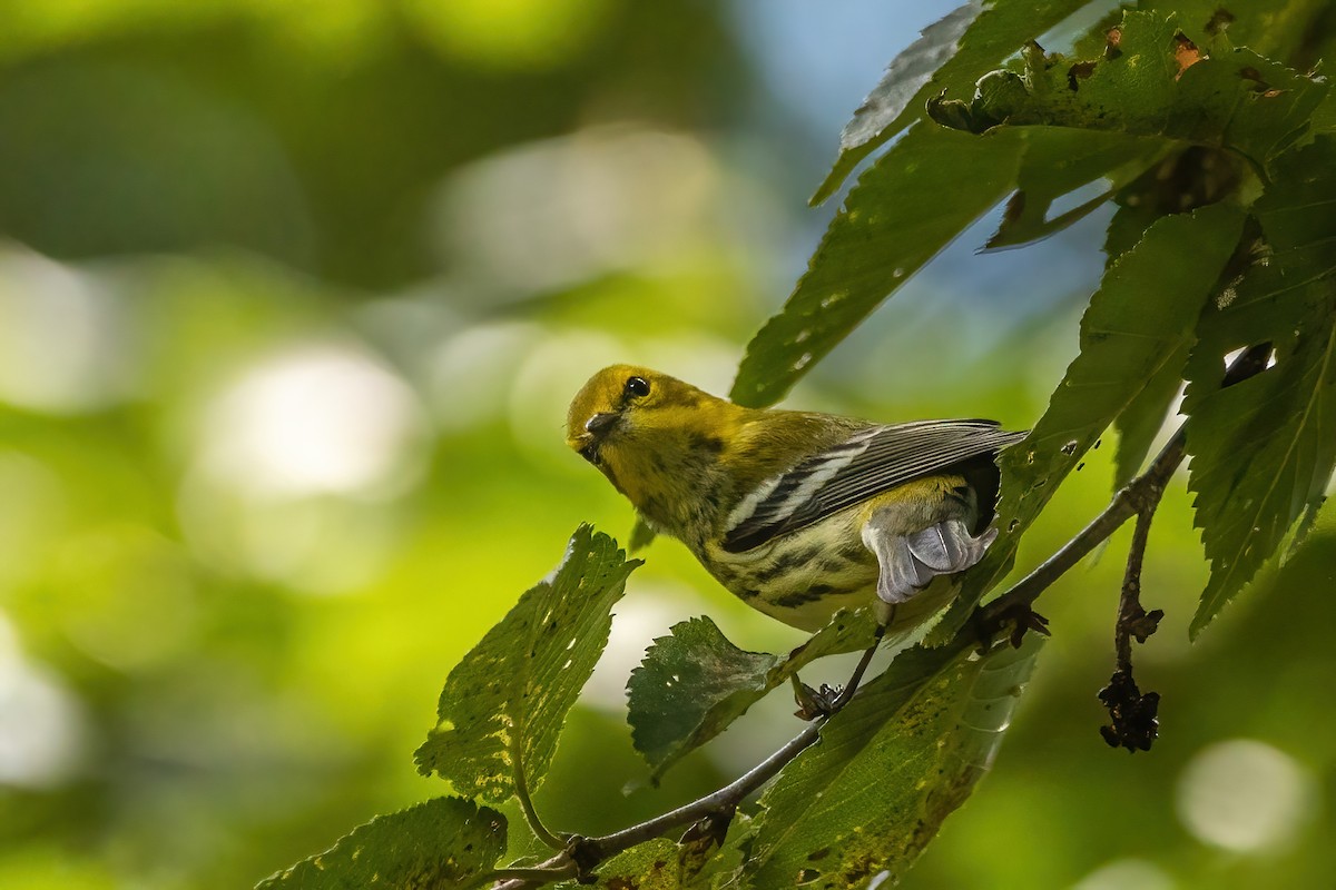 Black-throated Green Warbler - ML643196306