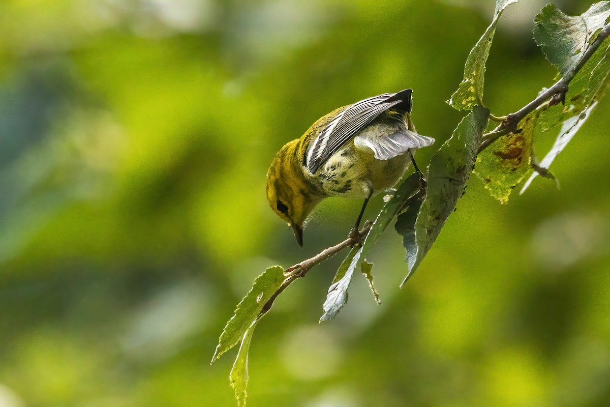 Black-throated Green Warbler - ML643196307