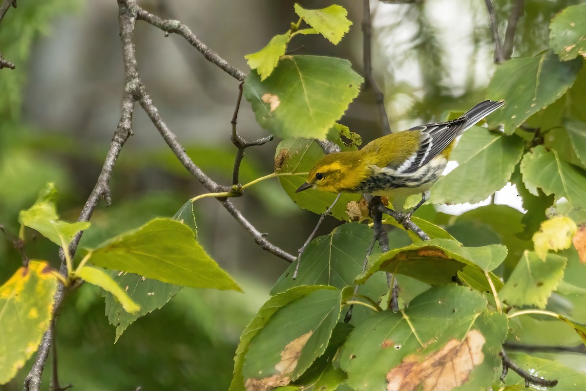Black-throated Green Warbler - ML643196308