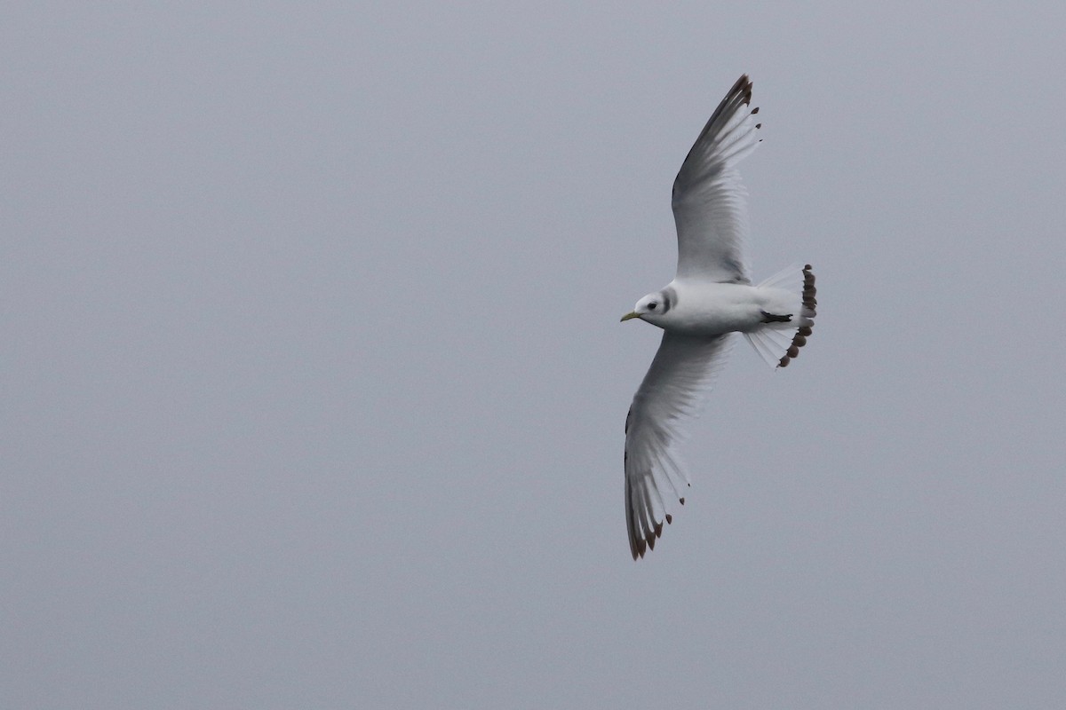 Black-legged Kittiwake - ML64319631