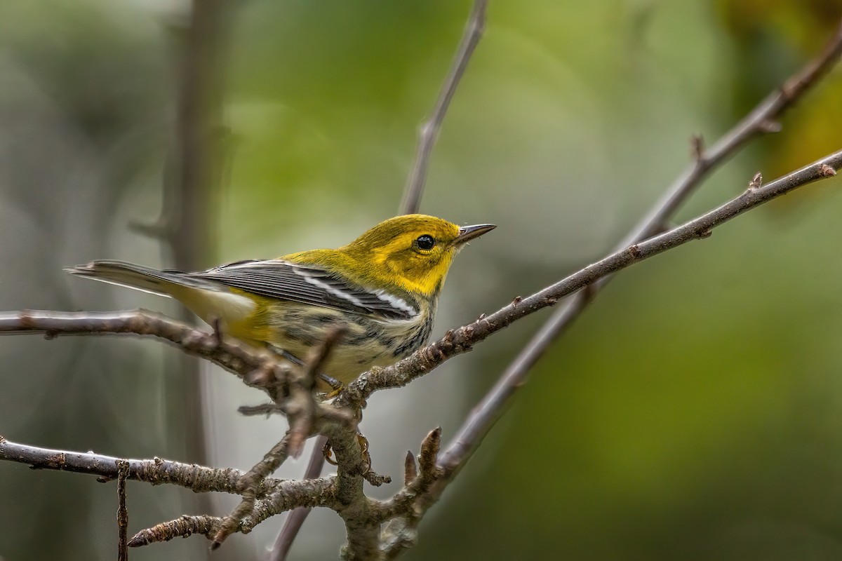 Black-throated Green Warbler - ML643196314