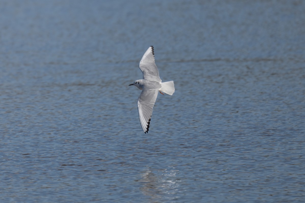 Bonaparte's Gull - ML643196315