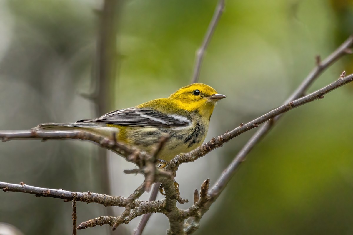 Black-throated Green Warbler - ML643196323