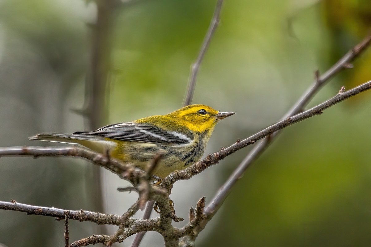 Black-throated Green Warbler - ML643196324