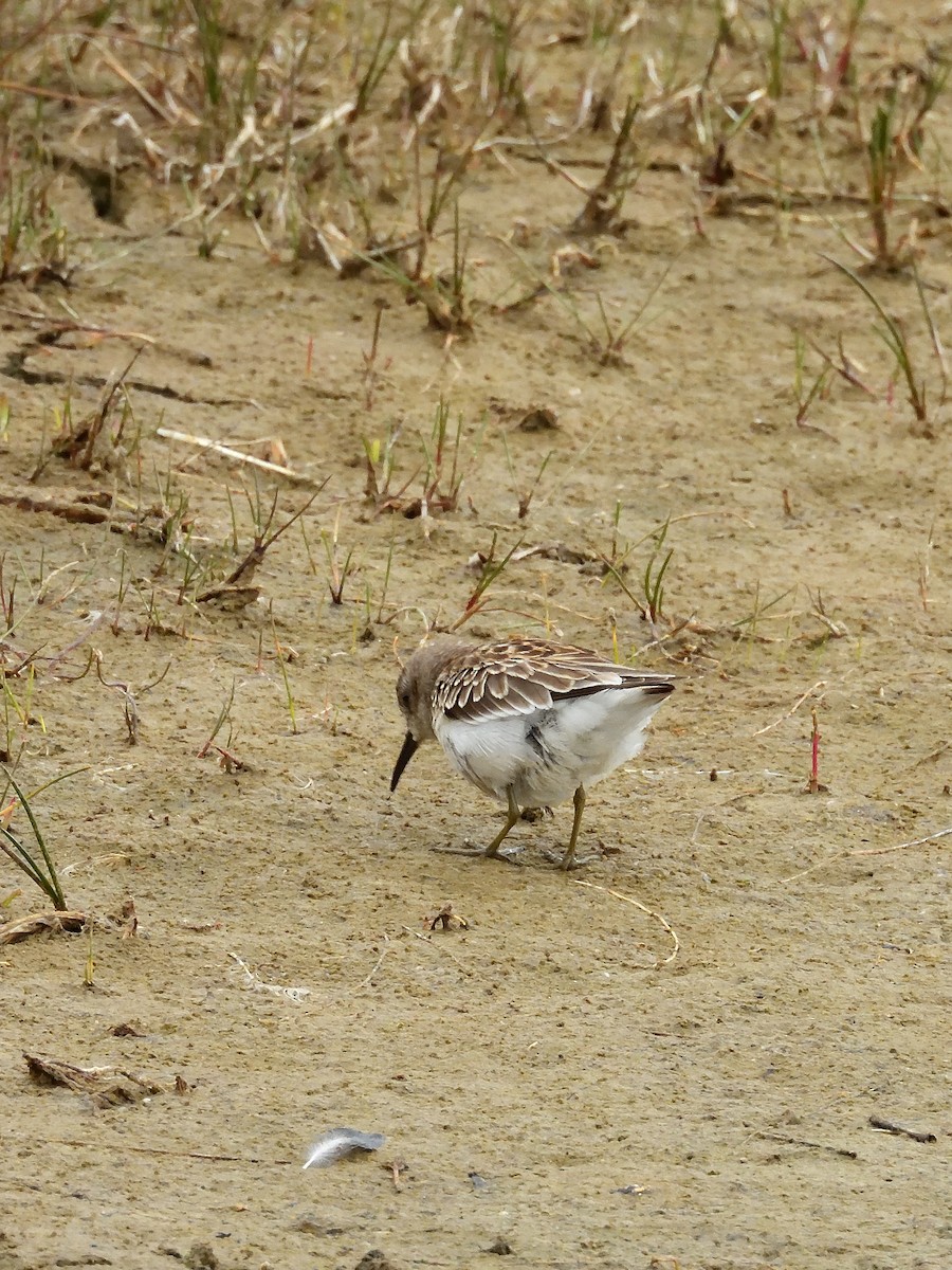 Least Sandpiper - ML643196328