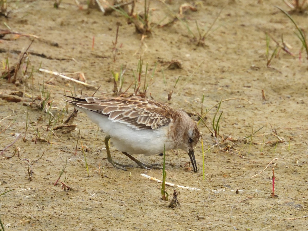 Least Sandpiper - ML643196329