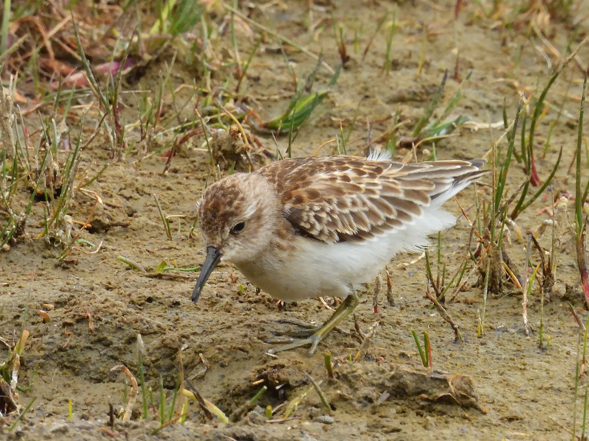 Least Sandpiper - ML643196330