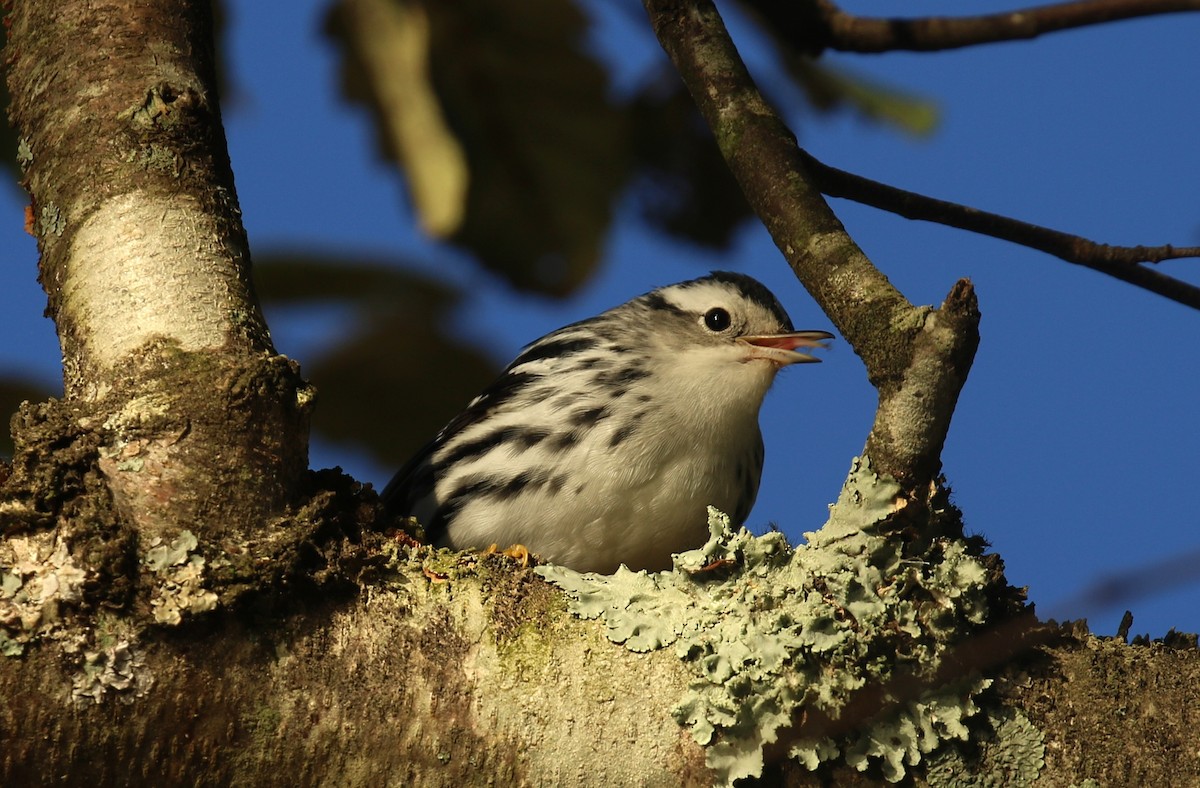 Black-and-white Warbler - ML643196331