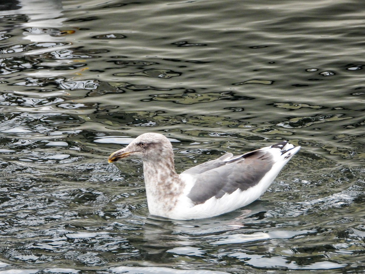 Hybride Goéland d'Audubon x G. à ailes grises - ML643196363