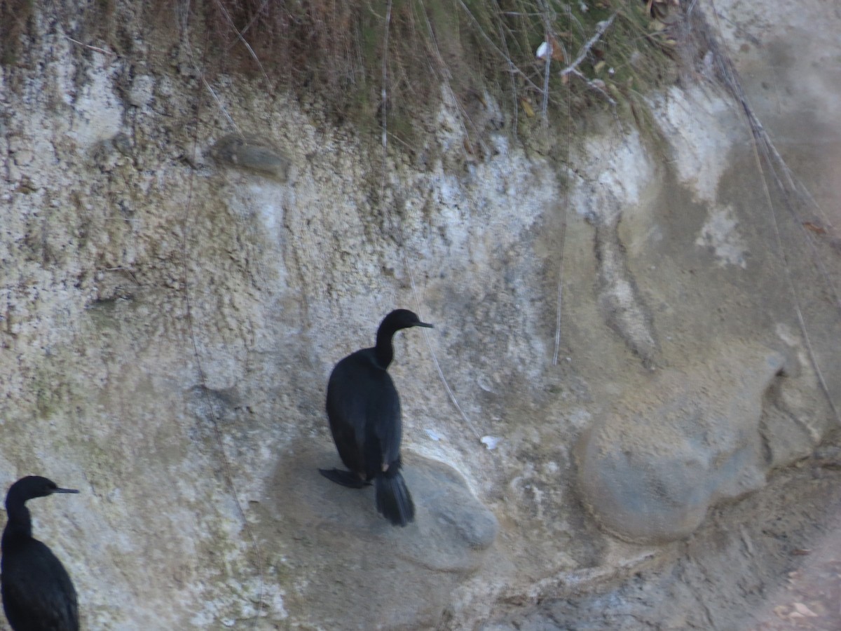 Cormoran pélagique - ML643196381