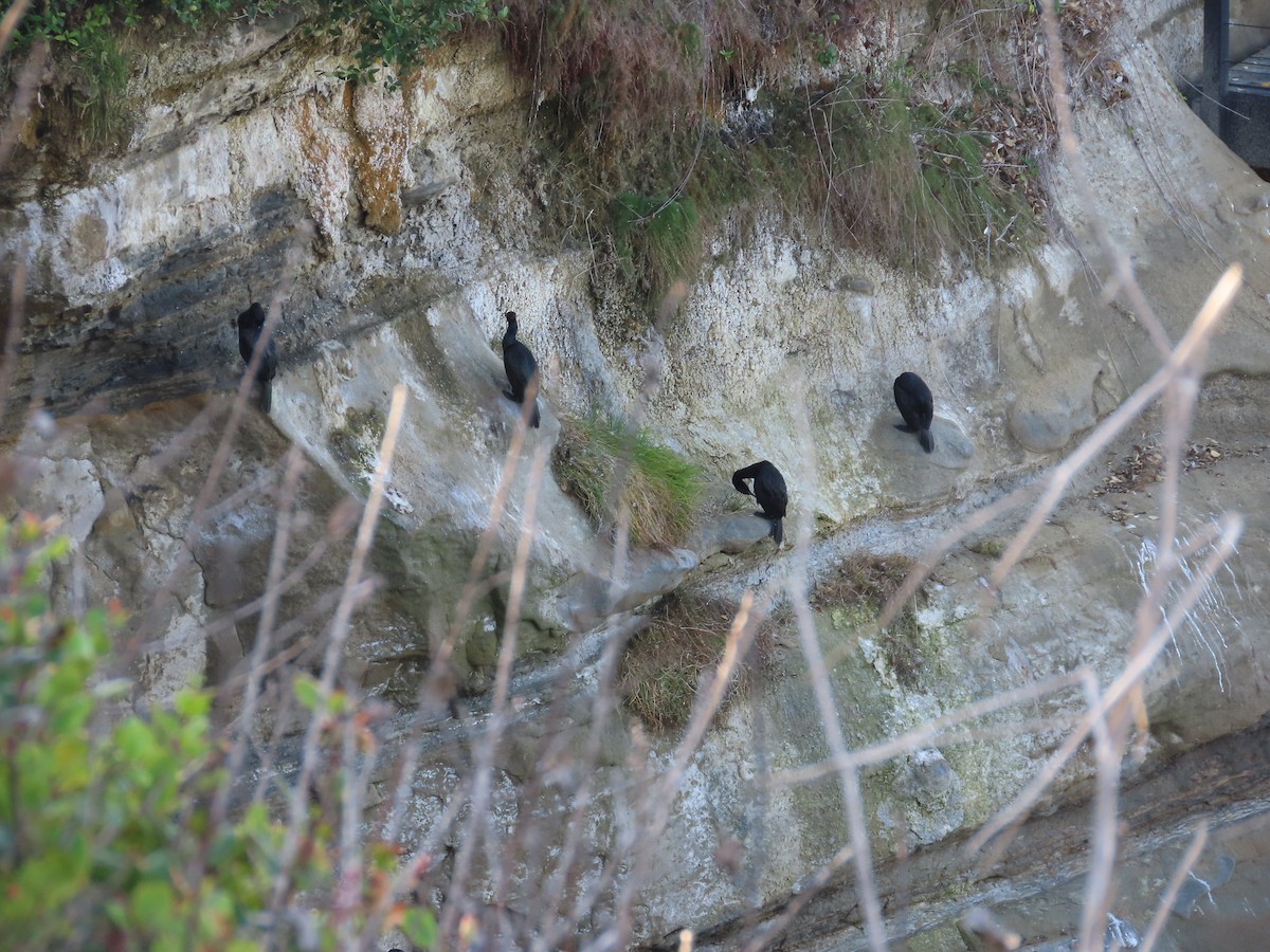 Cormoran pélagique - ML643196382