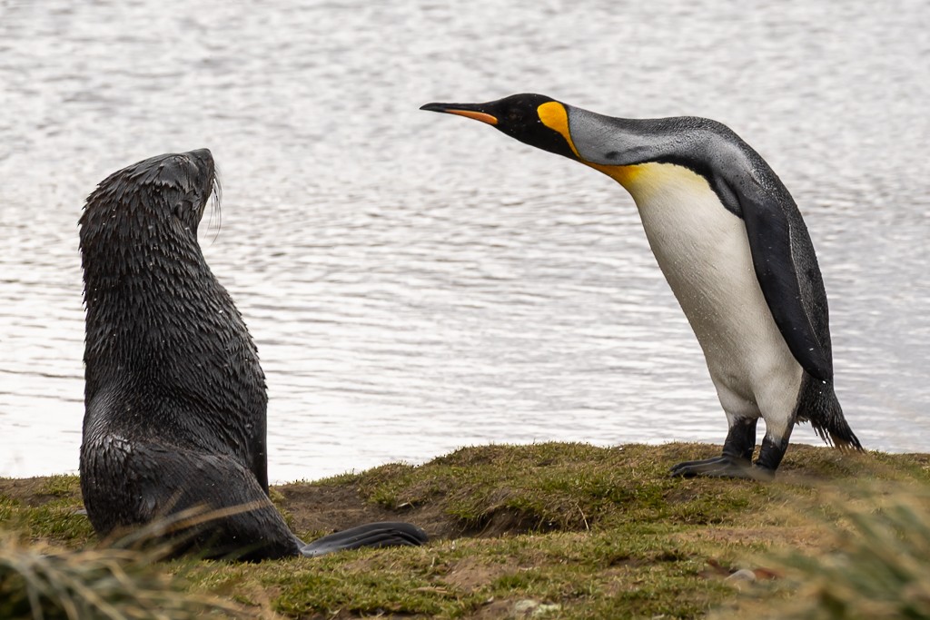 King Penguin - ML643196394