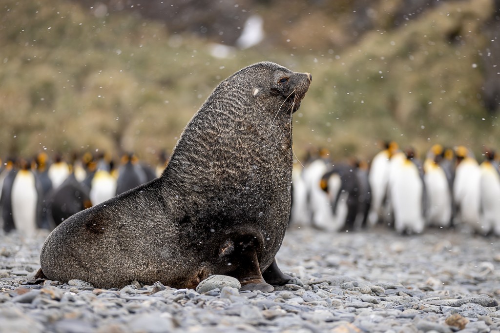 King Penguin - ML643196395