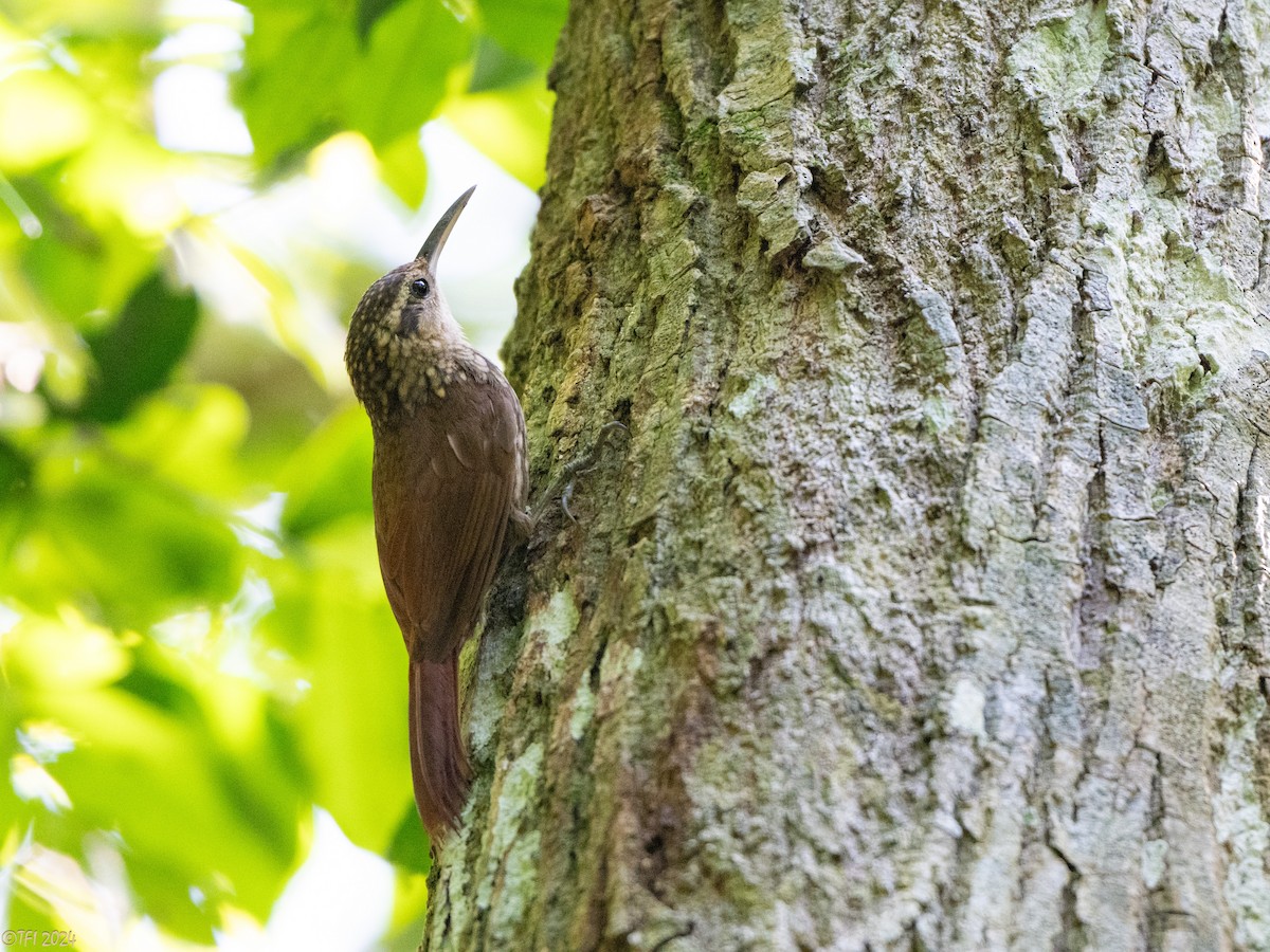 Lesser Woodcreeper - ML643196399