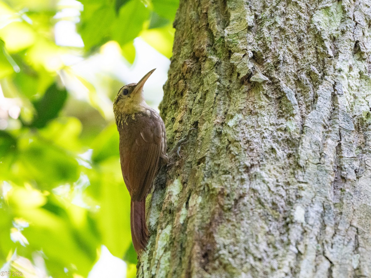 Lesser Woodcreeper - ML643196402