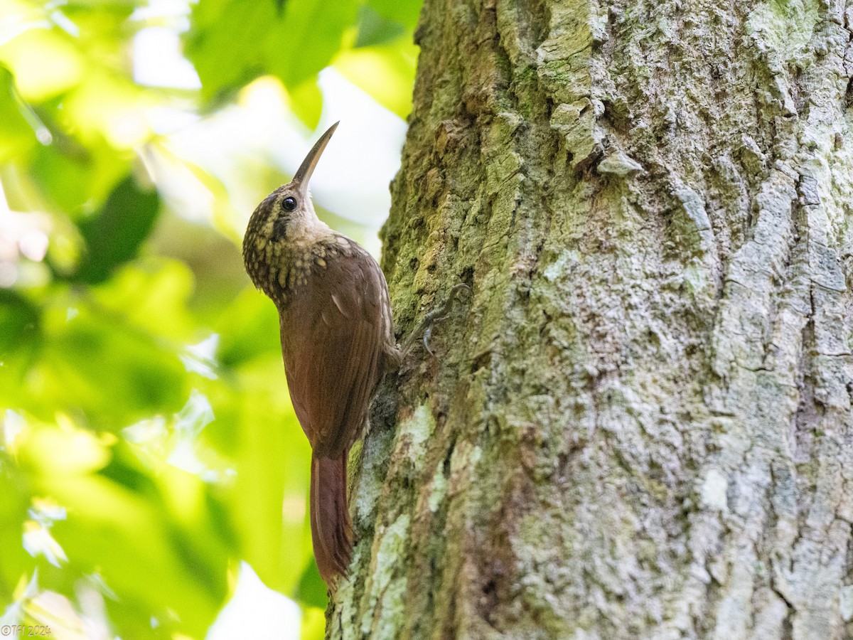 Lesser Woodcreeper - ML643196409