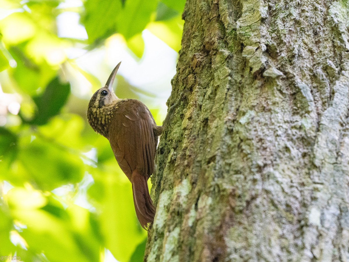 Lesser Woodcreeper - ML643196412