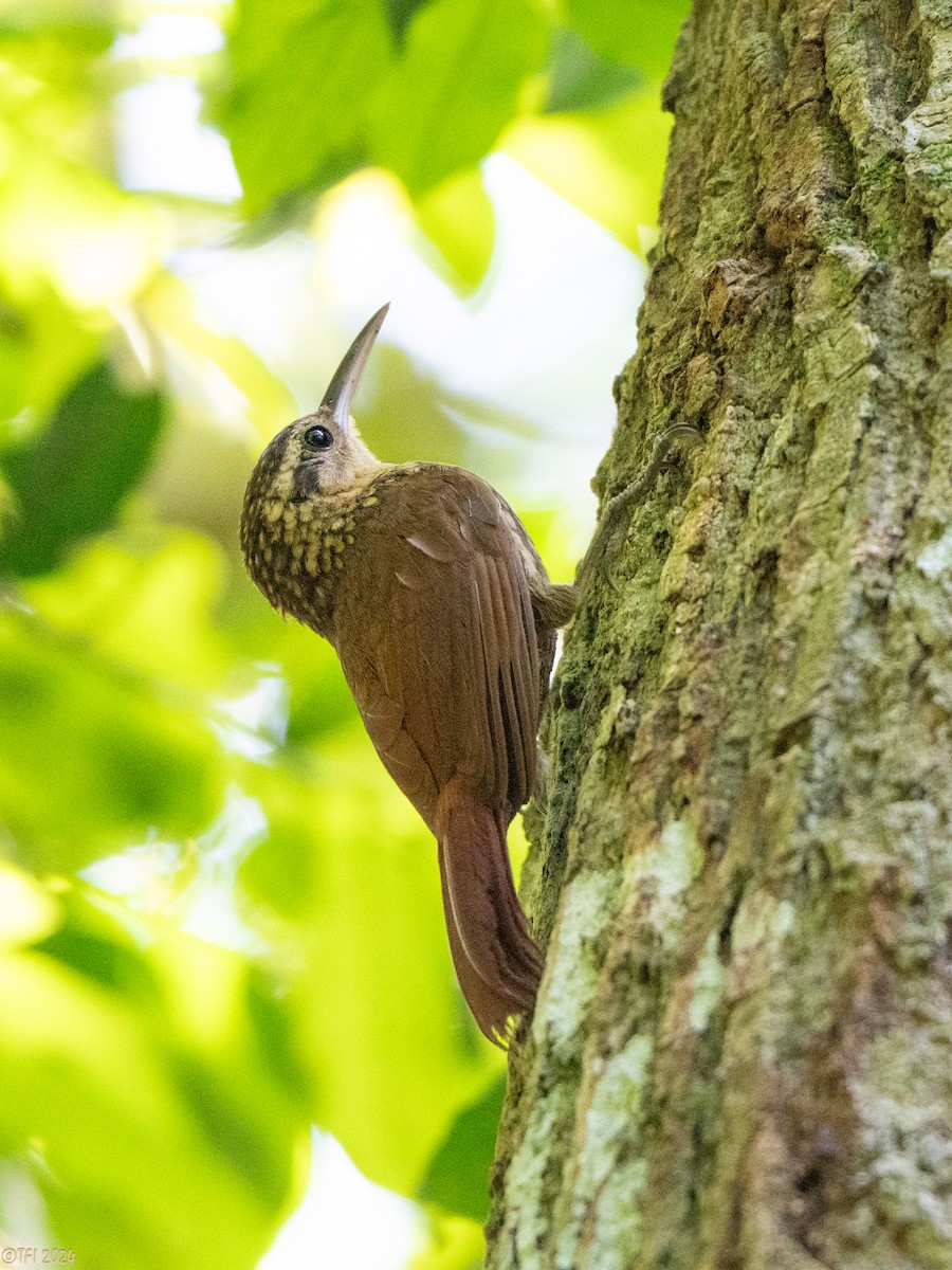 Lesser Woodcreeper - ML643196413