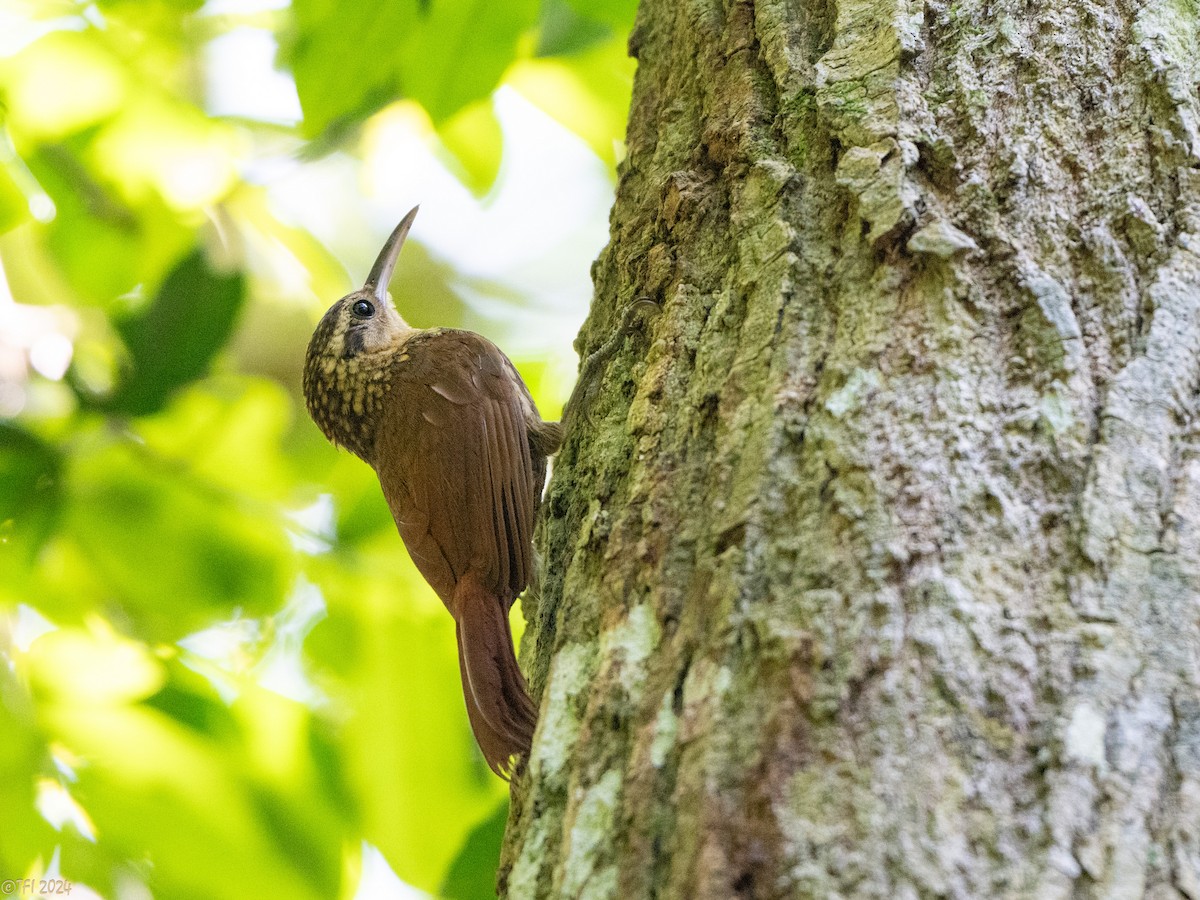 Lesser Woodcreeper - ML643196414