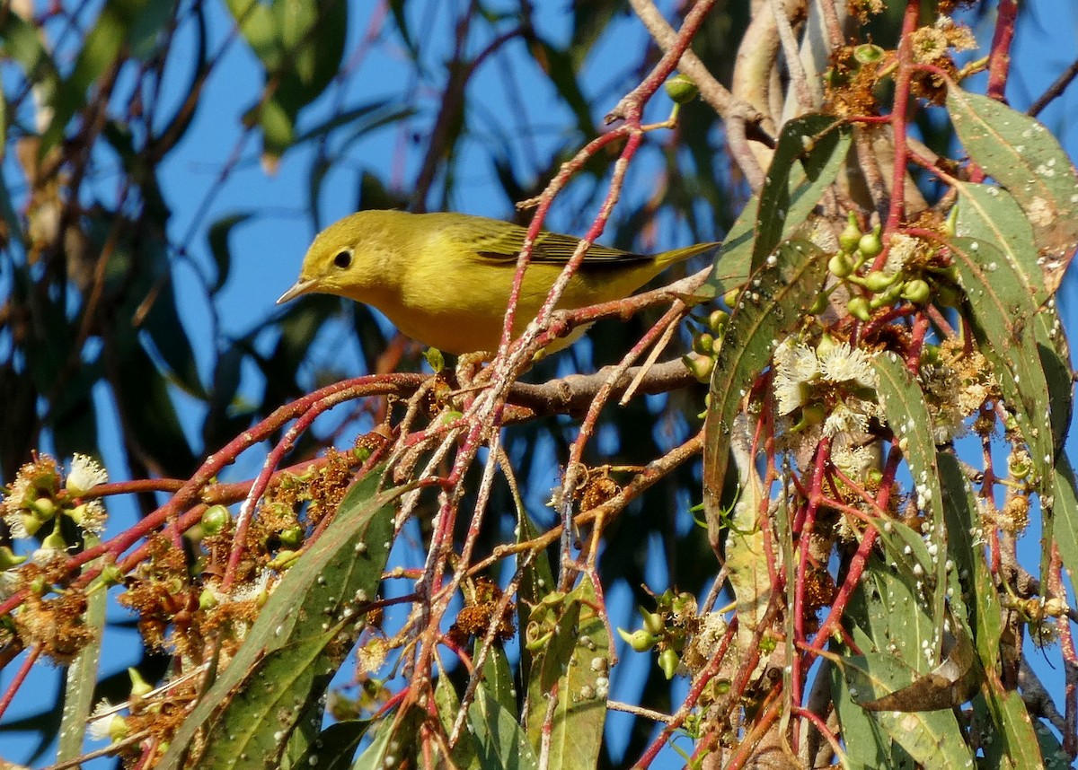 gulparula - ML643196421