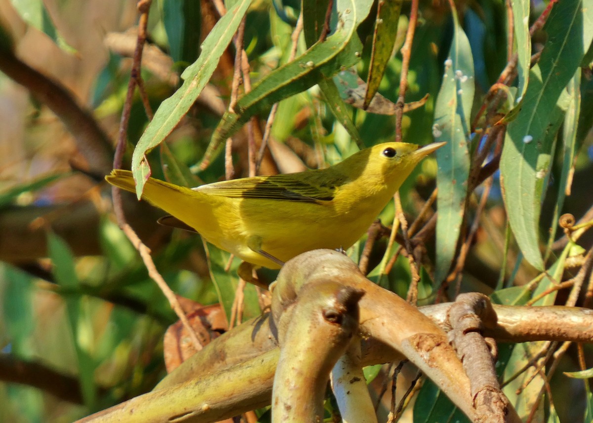 gulparula - ML643196428