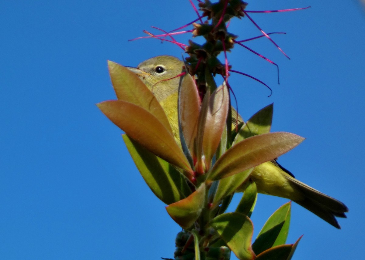 oransjekroneparula - ML643196429