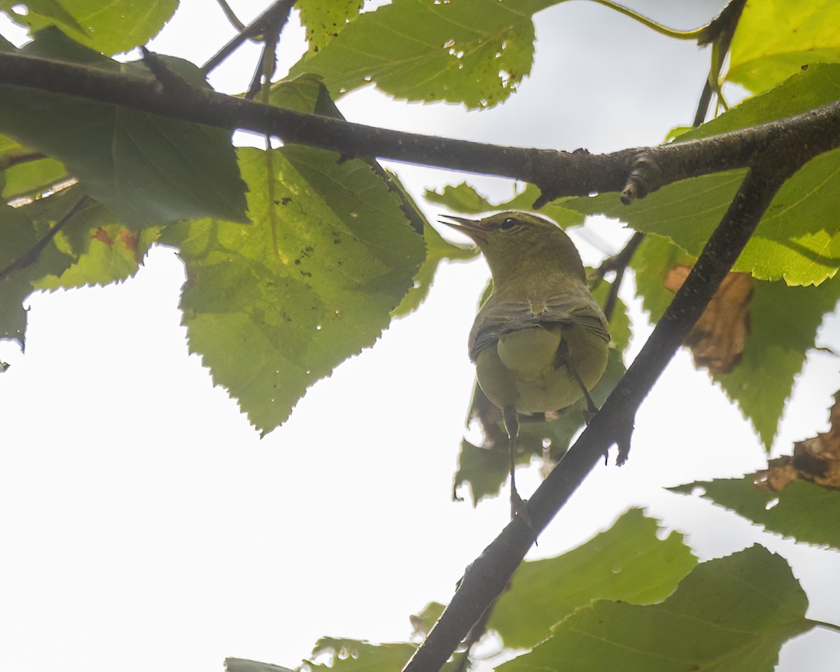 møllparula - ML643196430