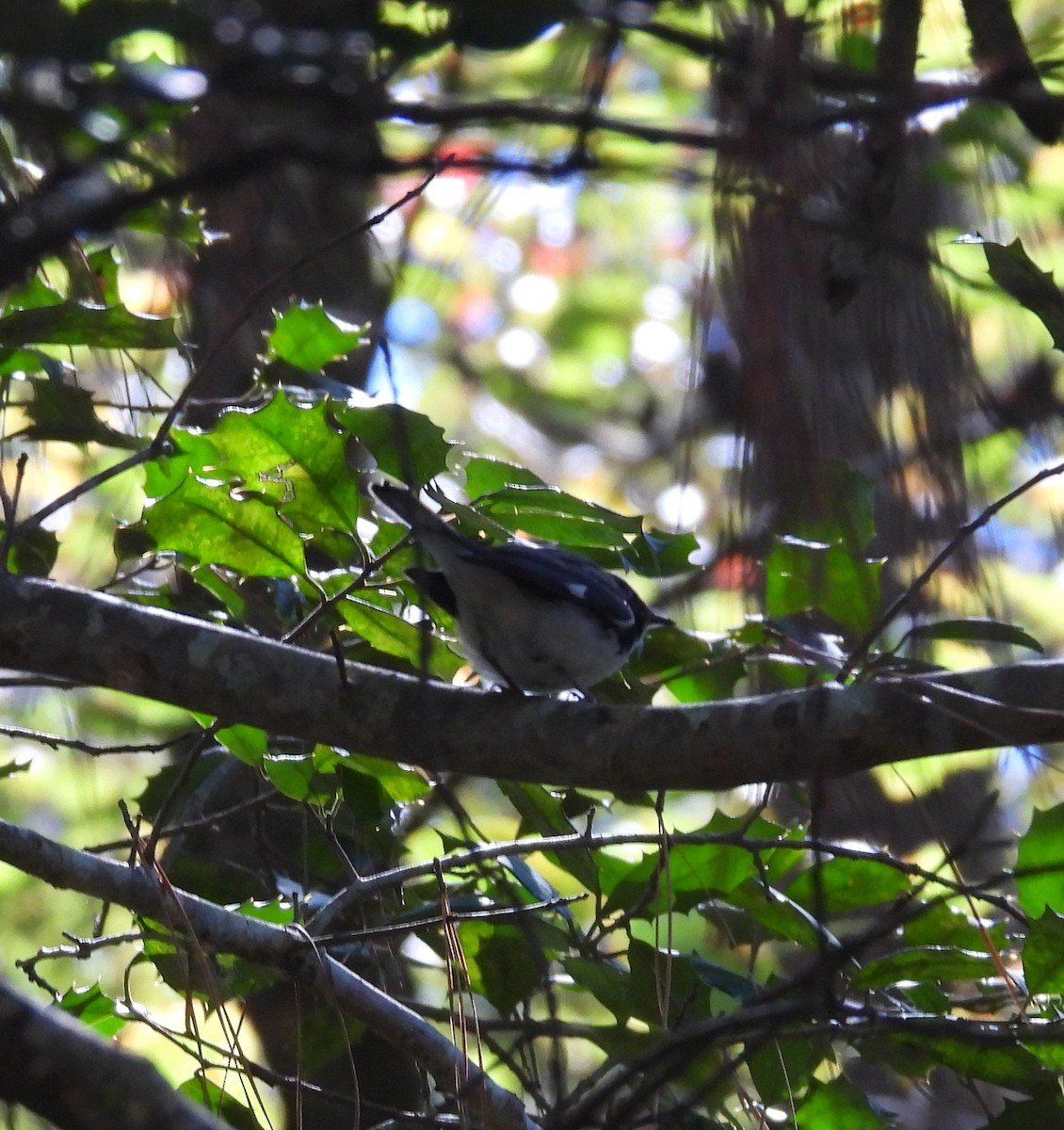 Black-throated Blue Warbler - ML643196436