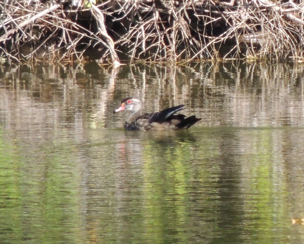 Wood Duck - ML643196453