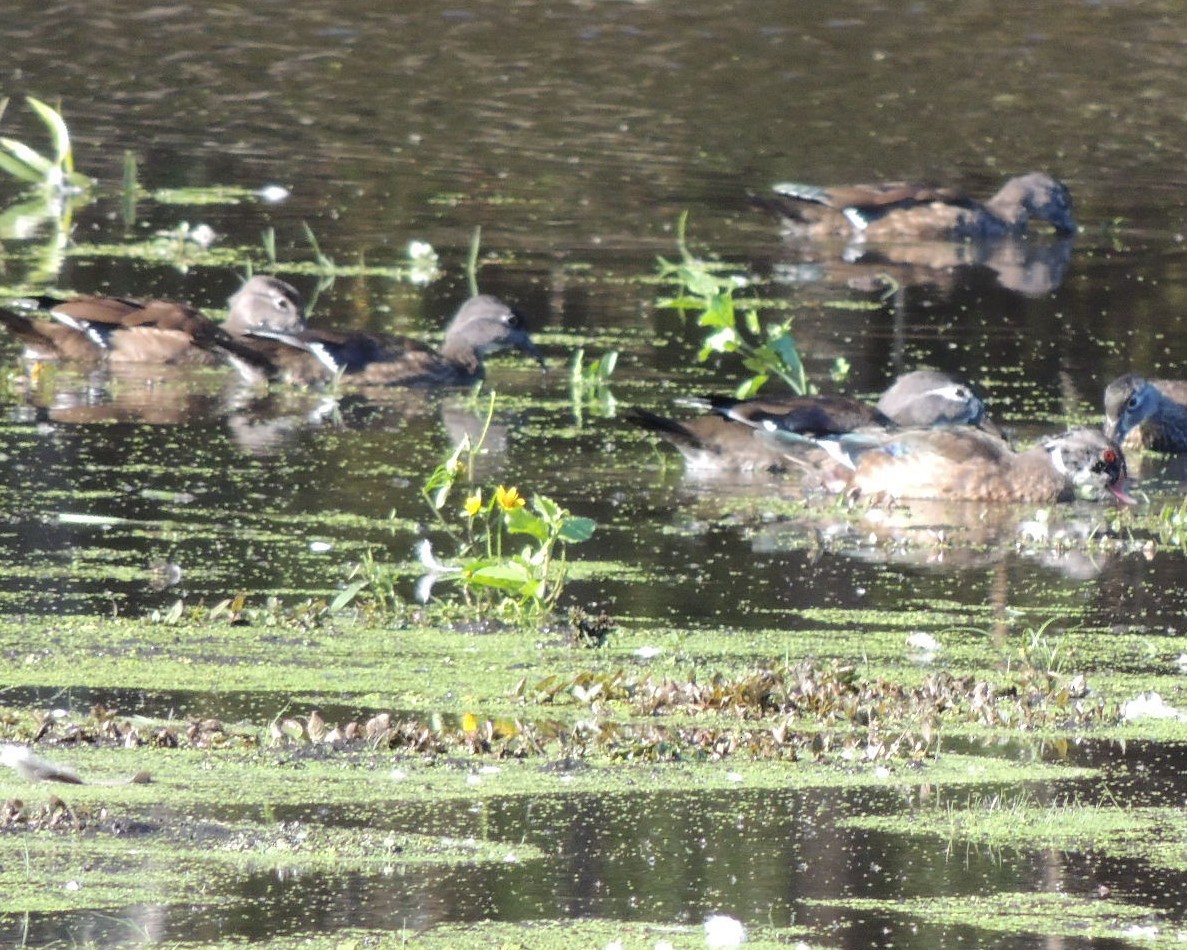 Wood Duck - ML643196454
