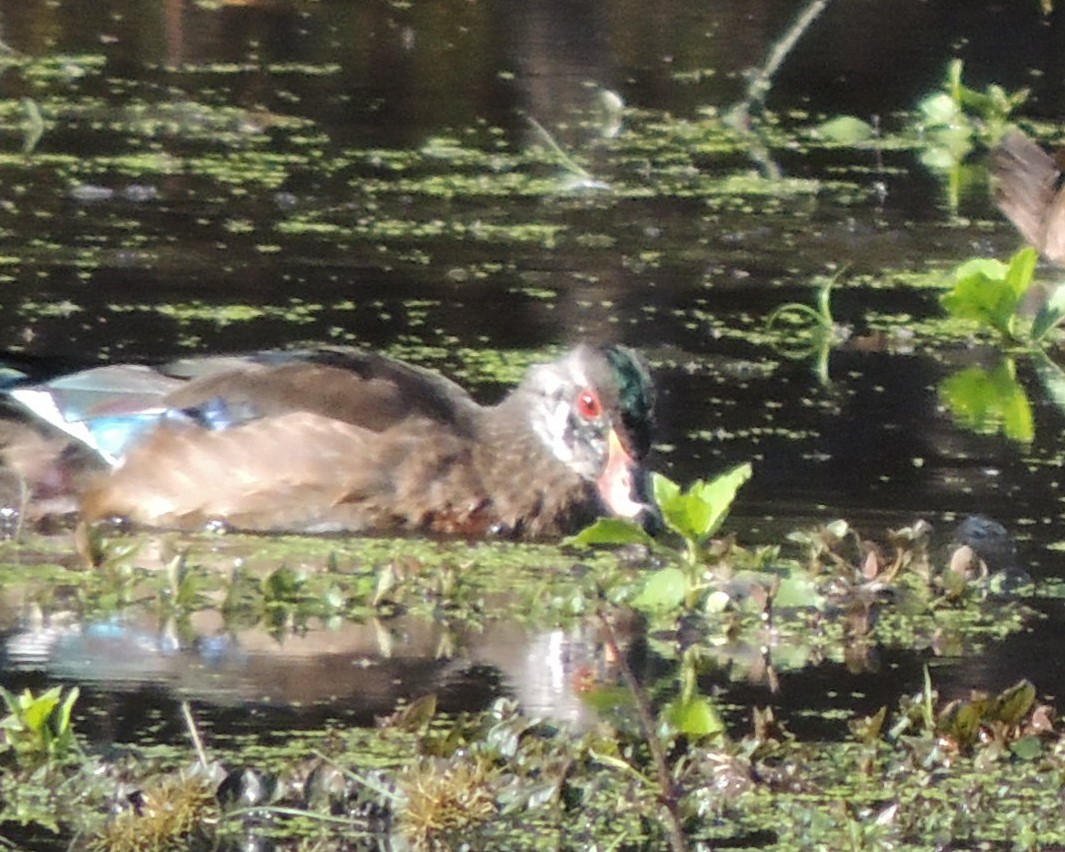 Wood Duck - ML643196455