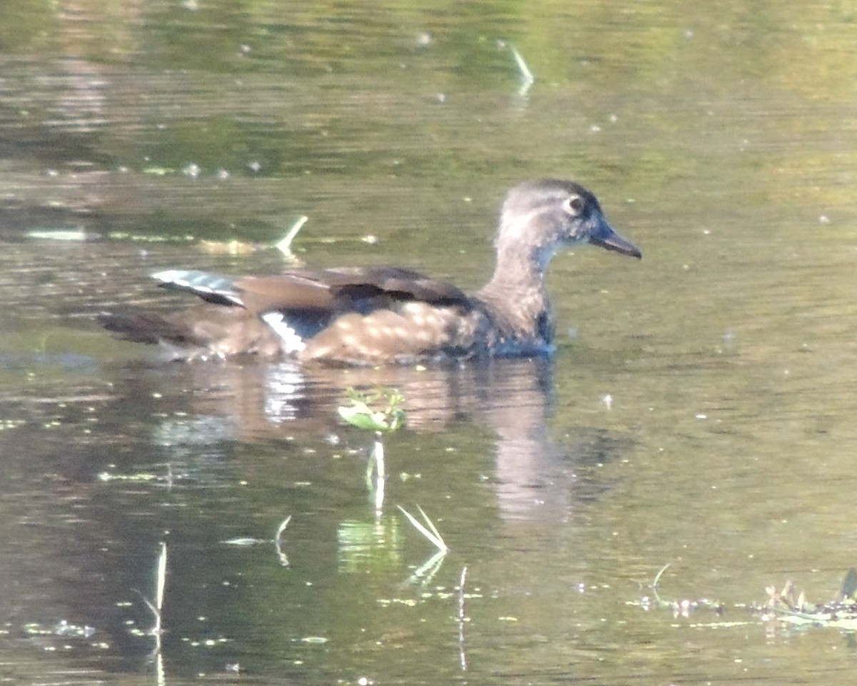 Wood Duck - ML643196456