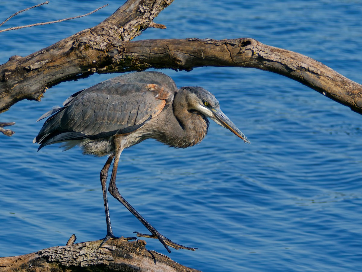 Great Blue Heron - ML643196463