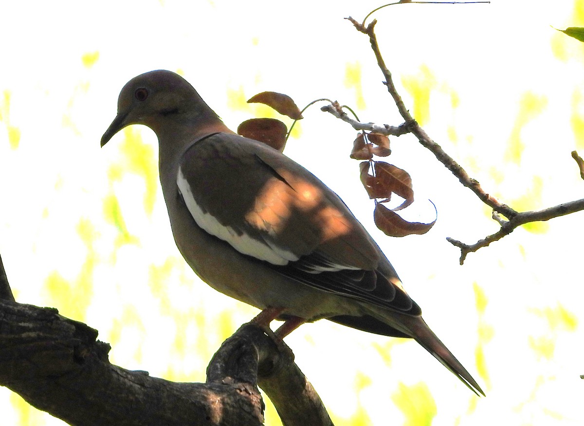 White-winged Dove - ML643196465