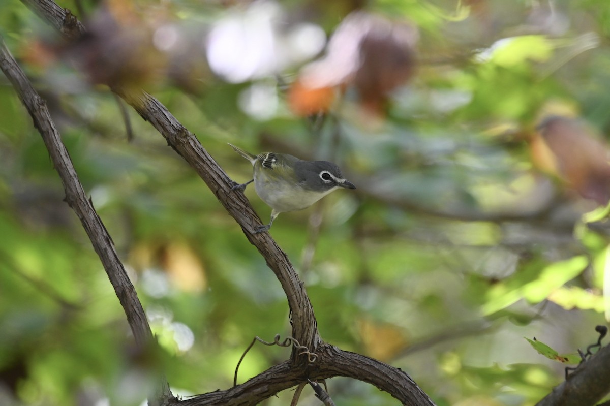 Blue-headed Vireo - ML643196466