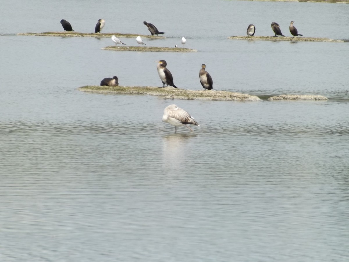 Greater Flamingo - ML643196469