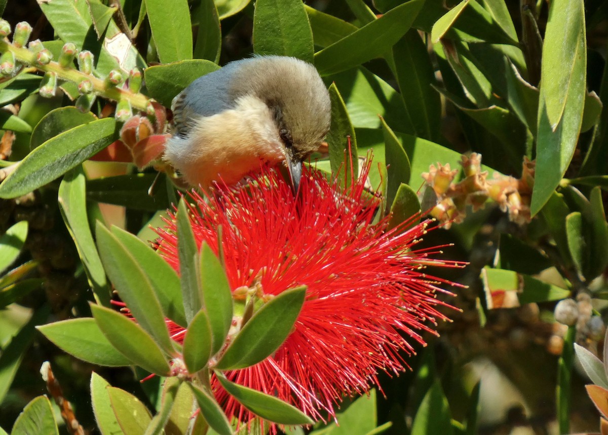 Pygmy Nuthatch - ML643196471