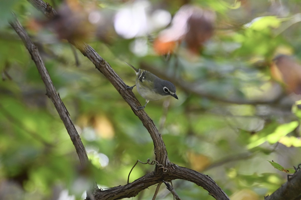 Blue-headed Vireo - ML643196476