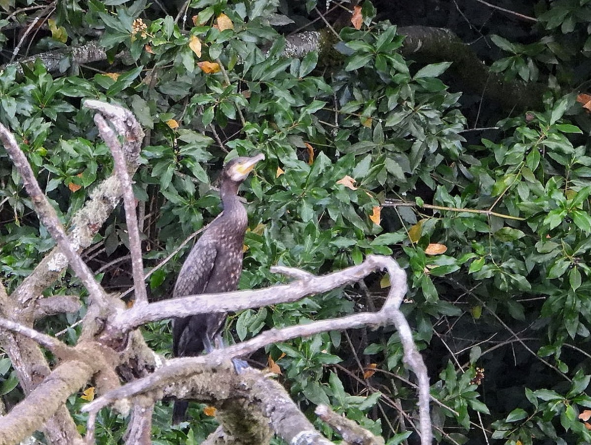 Great Cormorant - ML643196477